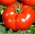 Tomatoes Russian delicious