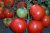Tomatoes Thick cheeks