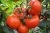 Tomatoes Ace