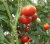Tomatoes Virtuoso F1