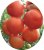 Tomatoes Kamchatka F1
