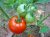 Tomatoes Couch Potato F1