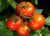 Tomatoes Spring F1