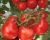 Tomatoes Alhambra F1