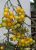 Tomatoes Cherry yellow