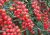 Tomatoes Cherry Red