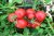 Tomatoes Kineshma F1