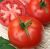 Tomatoes Mithridates F1