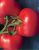 Tomatoes Zinaida F1