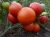Tomatoes Spartacus