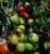 Tomatoes Blizzard