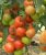 Tomatoes Platus F1