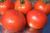 Tomatoes Hector F1