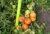 Tomatoes Garant