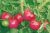 Tomatoes Winter Cherry F1