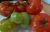 Tomatoes Princess F1