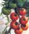 Tomatoes Lindos F1
