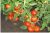 Tomatoes Our Masha F1