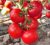 Tomatoes Sweet F1