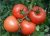 Tomatoes Frant F1