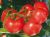 Tomatoes Chelbas F1