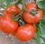 Tomatoes Shustrik F1