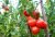 Tomatoes Yakhont