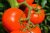 Tomatoes Fortune F1