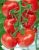 Tomatoes Torzhok F1