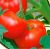 Tomatoes Roxolana F1