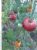 Tomatoes Rosemary F1
