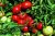 Tomatoes Rector