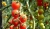 Tomatoes Pomisolka