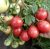 Tomatoes Florida petit