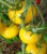 Tomatoes Golden