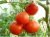 Tomatoes Talalikhin
