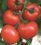 Tomatoes Gondola F1