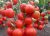 Tomatoes Ildiko F1