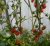 Tomatoes Sweet Cherry F1