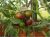 Tomatoes Chernomor
