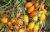 Tomatoes Golden stream
