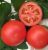 Tomatoes Chirchik F1