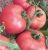 Tomatoes Rose F1
