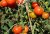 Tomatoes Jaffa F1