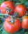 Tomatoes Zaryana F1