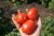 Tomatoes Luidor