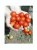 Tomatoes Tserazo F1