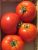Tomatoes Debut F1