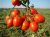 Tomatoes Dual Earley F1