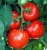 Tomatoes Celebrity F1